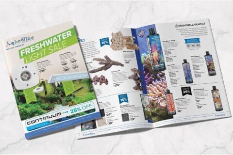 Professional services brochure design Brisbane small business