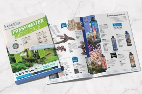 Professional services brochure design Brisbane small business