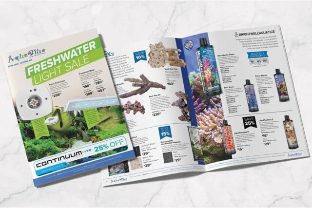Professional services brochure design Brisbane small business
